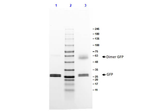 SDS-PAGE results of recombinant GFP protein