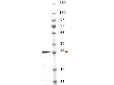 Recombinant Red Fluorescent Protein (RFP) Control - SDS-PAGE
