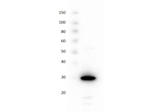 Recombinant Red Fluorescent Protein (RFP) Control