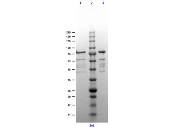SDS PAGE Results of Arp37 Control Protein