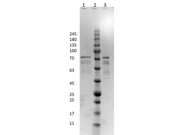 SDS PAGE Results of p35 Control Protein