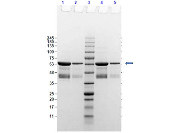SDS-Page of p35 Control Protein