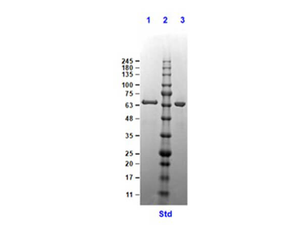 SDS PAGE Results of Crasp2 Control Protein