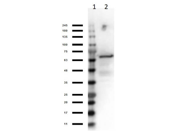 Western Blot Results of Control Protein
