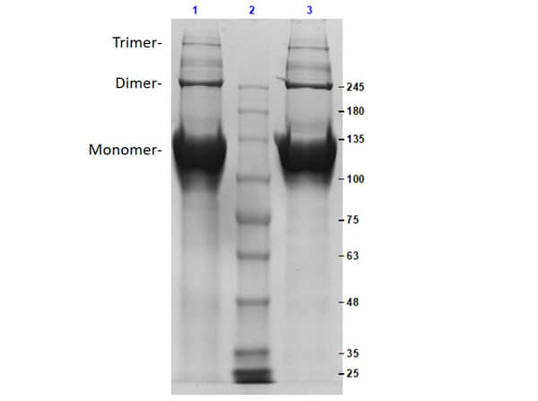 SDS PAGE Results of Bovine Collagen Type I