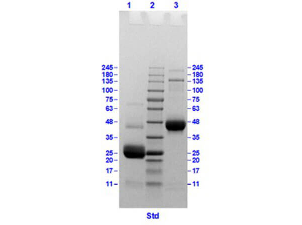SDS PAGE Results of Chicken IgG F(ab)'2