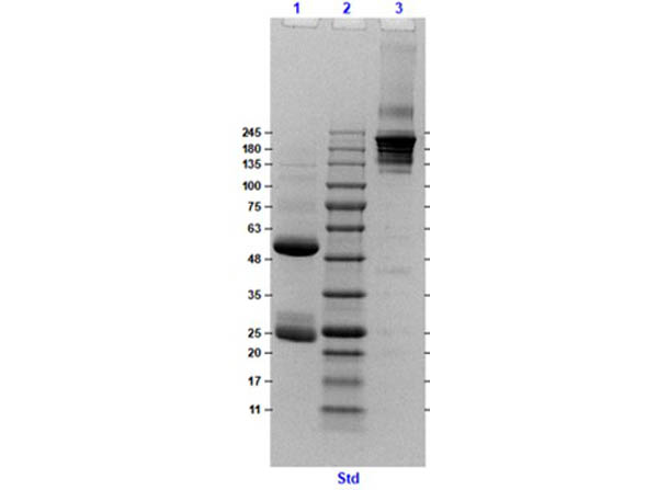 SDS-PAGE Results of Golden Syrian Hamster IgG Whole Molecule