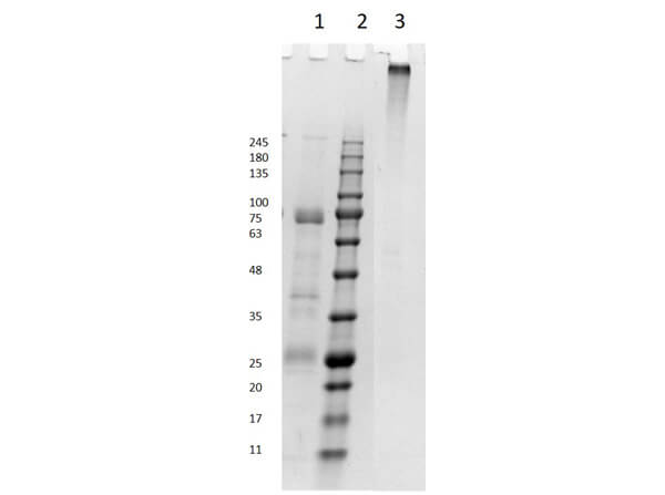 SDS PAGE Results Horse IgM Whole Molecule