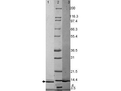 GM-CSF Human Recombinant Protein - SDS-PAGE