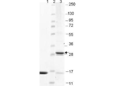 IL-17F Human Recombinant Protein