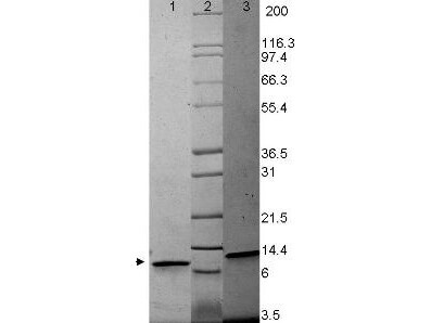 MIP-3a Human Cytokine - SDS-PAGE