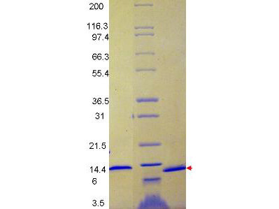 MCP-1 Human  Recombinant Cytokine - SDS-PAGE