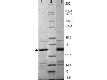 EBI-3 Human Recombinant Protein - SDS-PAGE