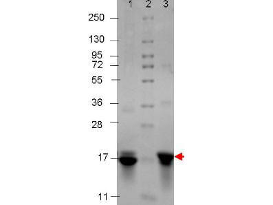 IL-3 Human Recombinant Protein - SDS-PAGE