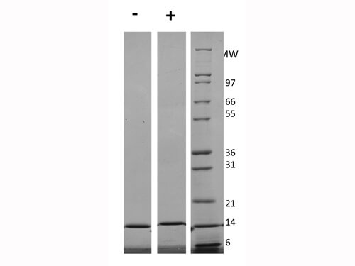 rHuman IL-3 Protein