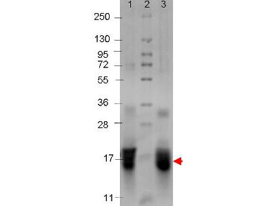 IL-4 Human Recombinant Protein