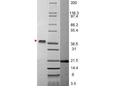 SDS-PAGE of VEGF-165 Human Recombinant cytokine