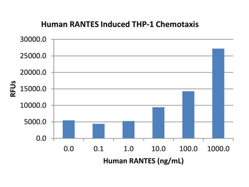 SDS-PAGE of Human RANTES (CCL5) Recombinant Protein
