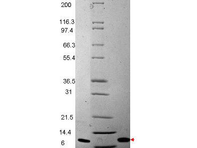 MIP-3ß Human Recombinant Cytokine - SDS-PAGE