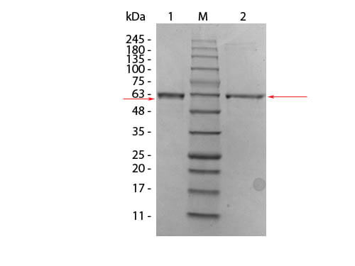 AKT2 (phosphatase treated) Human Recombinant Protein