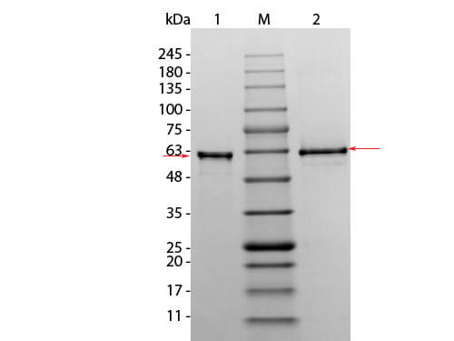 AKT3 Phosphatase treated Human Recombinant Protein