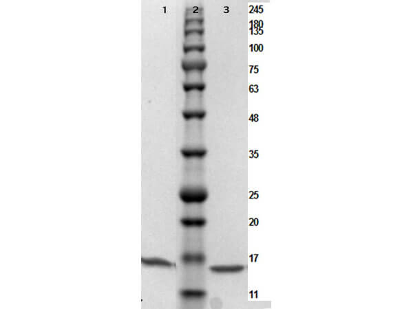 SDS-PAGE of PARP1 (N-term ZF1) Control Protein