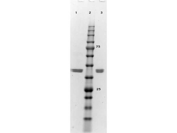 SDS-PAGE results of ERK2 Control Protein
