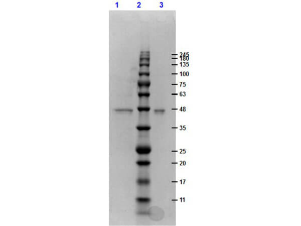 SDS-PAGE results of ERK1 double mutant control protein