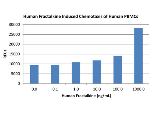 SDS-PAGE of Human Fractalkine (CX3CL1) Recombinant Protein