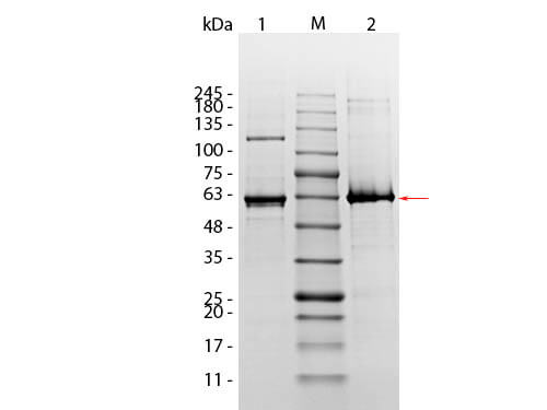 AKT1 (phosphatase treated) Human Recombinant Protein SDS-Page