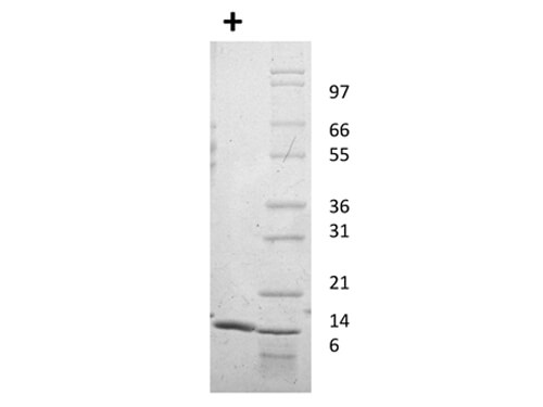 rHuman IL-22 Protein
