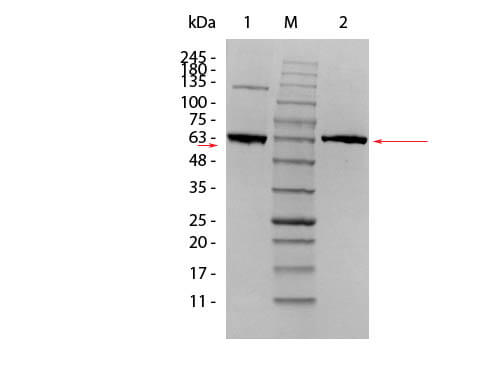 AKT1-Human-Recombinant-Protein SDS-PAGE