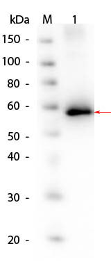 AKT1 Human Recombinant Protein Western Blot
