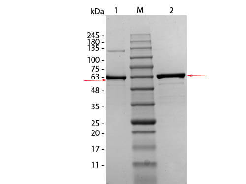AKT1-(T308A-S473A)_Human_Recombinant_Protein SDS_PAGE