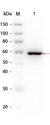 AKT1-(T308A-S473A)_Human_Recombinant_Protein SDS_PAGE
