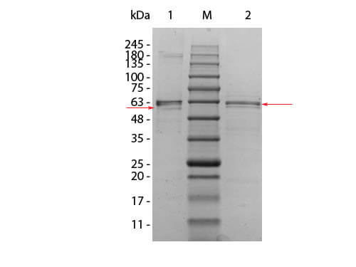 AKT2 Human Recombinant Protein