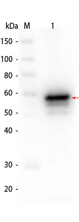 Western Blot of AKT2 Human Recombinant Protein