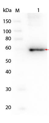 AKT3 Human Recombinant Protein Western Blot