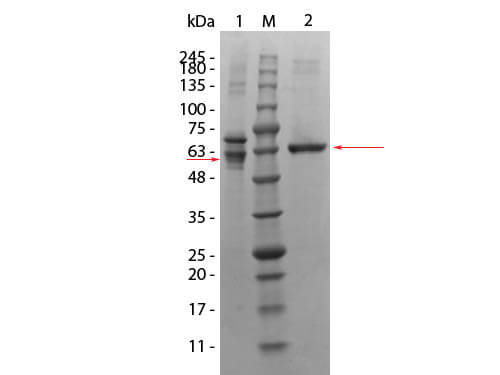 AKT3_Human_Recombinant_Protein SDS-PAGE