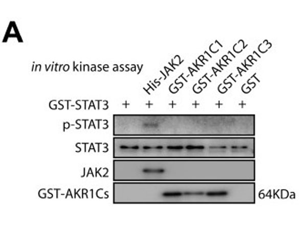 STAT3 protein-GST fusion