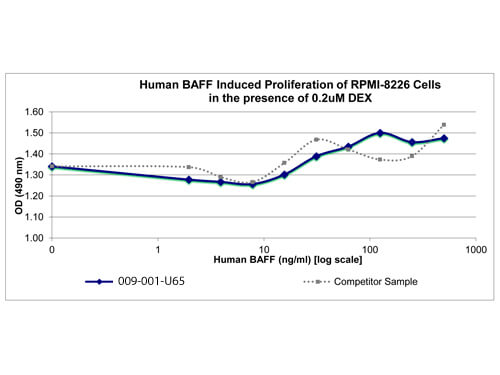 SDS-PAGE of Human BAFF Recombinant Protein