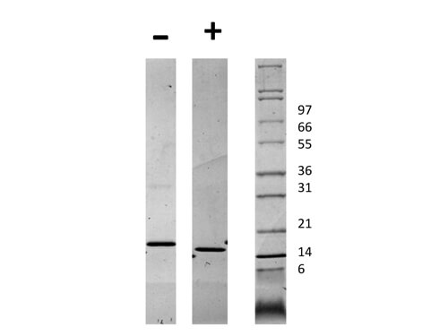 rHuman CD40 Ligand Protein
