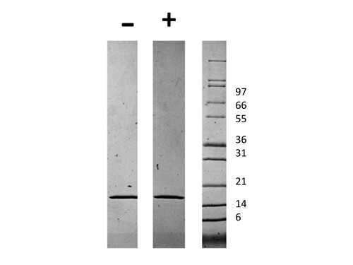 SDS-PAGE of Human Chemerin Recombinant Protein