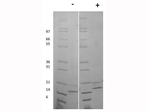 SDS-PAGE of Human Fibroblast Growth Factor-4 Recombinant Protein
