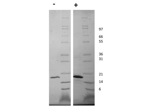 rHuman FGF-22 Protein