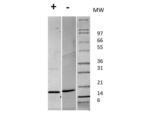 SDS-PAGE of Human Fibroblast Growth Factor 147 basic Recombinant Protein
