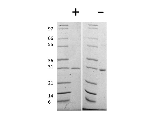 SDS-PAGE of Human Galectin-3 Recombinant Protein