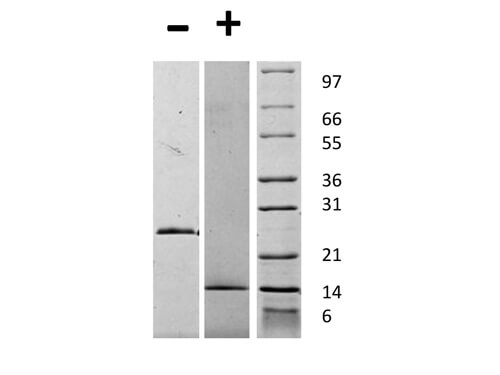 rHuman GDF-15 Protein
