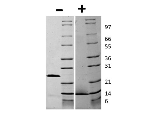 rHuman GDF-15 (D variant) Protein