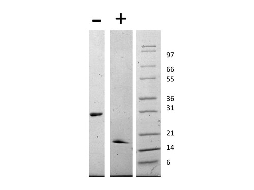 SDS-PAGE of Human Glial Derived Neurotrophic Factor Recombinant Protein